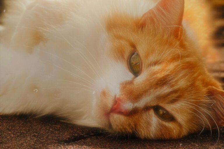 Did I Just Become A Cat Person?!